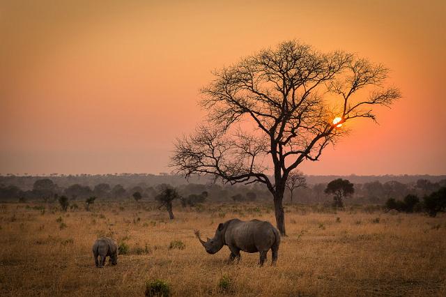 107 Zuid-Afrika, Sabi Sand Game Reserve.jpg